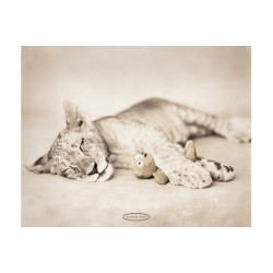 Rachael Hale - Cub/Teddy