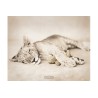 Rachael Hale - Cub/Teddy