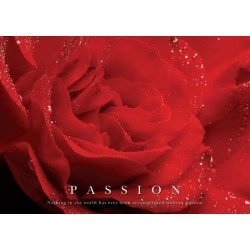Passion Röd Ros