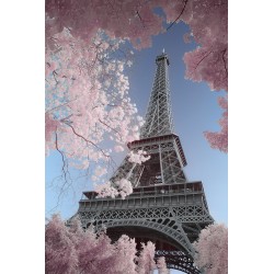 David Clapp - Eiffel Tower, Paris Pink blossoms