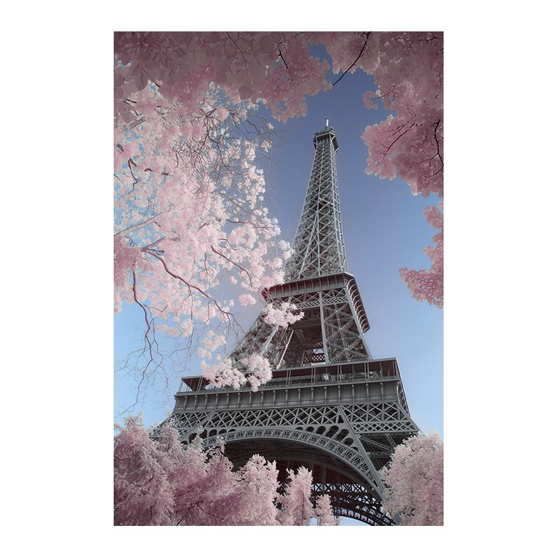 David Clapp - Eiffel Tower, Paris Pink blossoms David Clapp - Eiffel Tower, Paris Pink blossoms