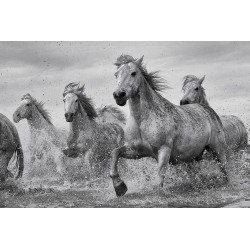 Camargue - Horses