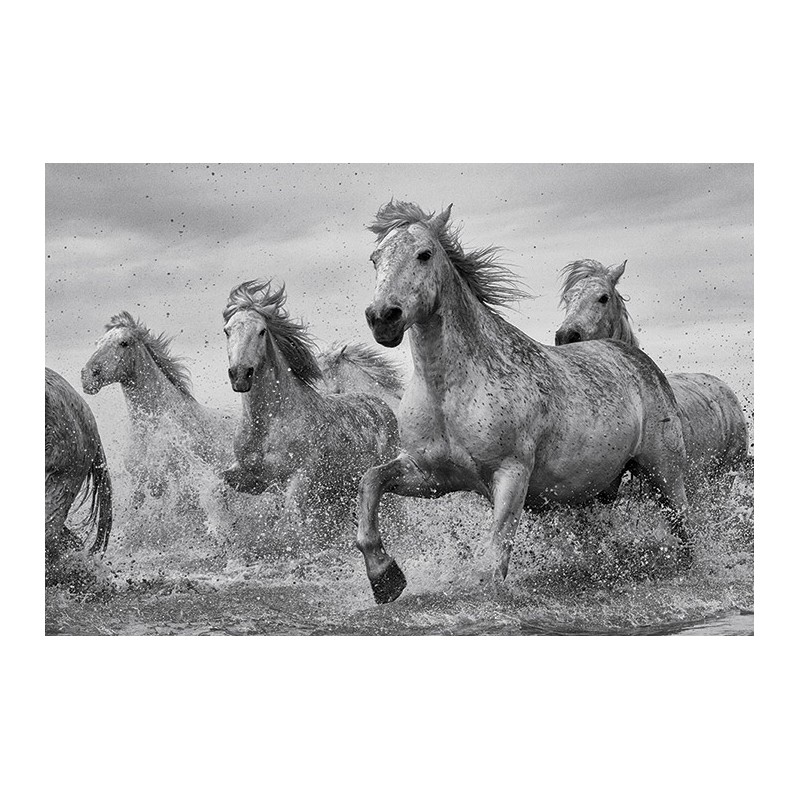 Camargue - Horses Camargue - Horses