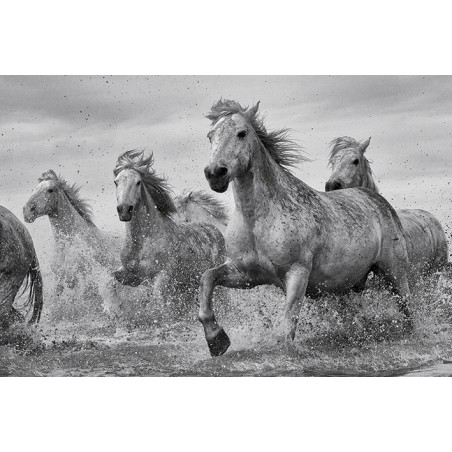 Camargue - Horses