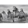 Camargue - Horses