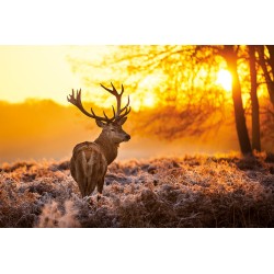 Golden Stag - Hjort i Solnedgång