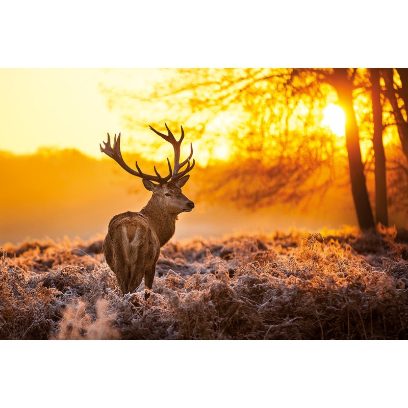 Golden Stag - Hjort i Solnedgång Golden Stag - Hjort i Solnedgång
