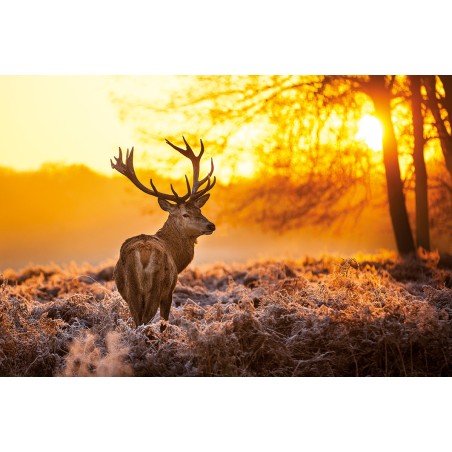 Golden Stag - Hjort i Solnedgång