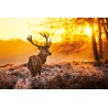 Golden Stag - Hjort i Solnedgång