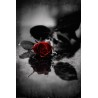 Red Gothic Rose