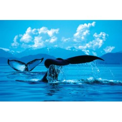 Whale Tails