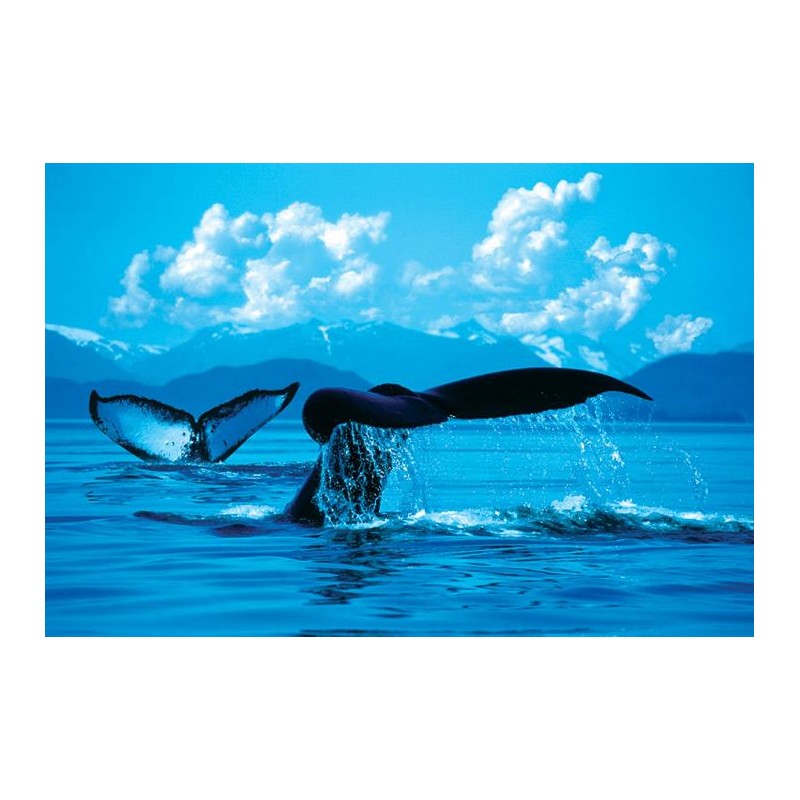 Whale Tails Whale Tails