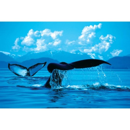Whale Tails