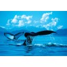 Whale Tails