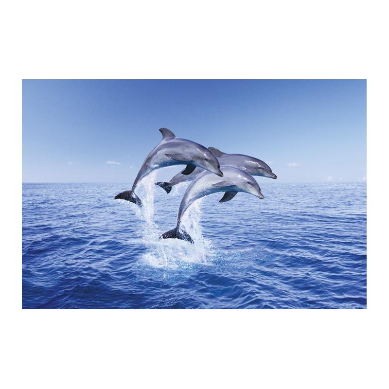 Dolphin - trio Dolphin - trio