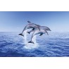 Dolphin - trio