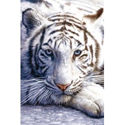 David Penfound Art - White Tiger