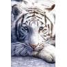 David Penfound Art - White Tiger