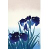 Ohara Koson (Iris Flowers)