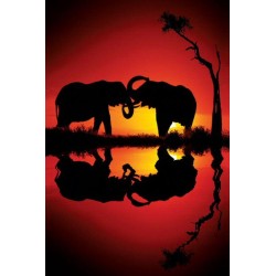 African Dreams - Elephant sunset reflection Elefant