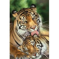 Tiger Mothers Love