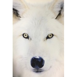 Arctic Wolf - Vit Varg