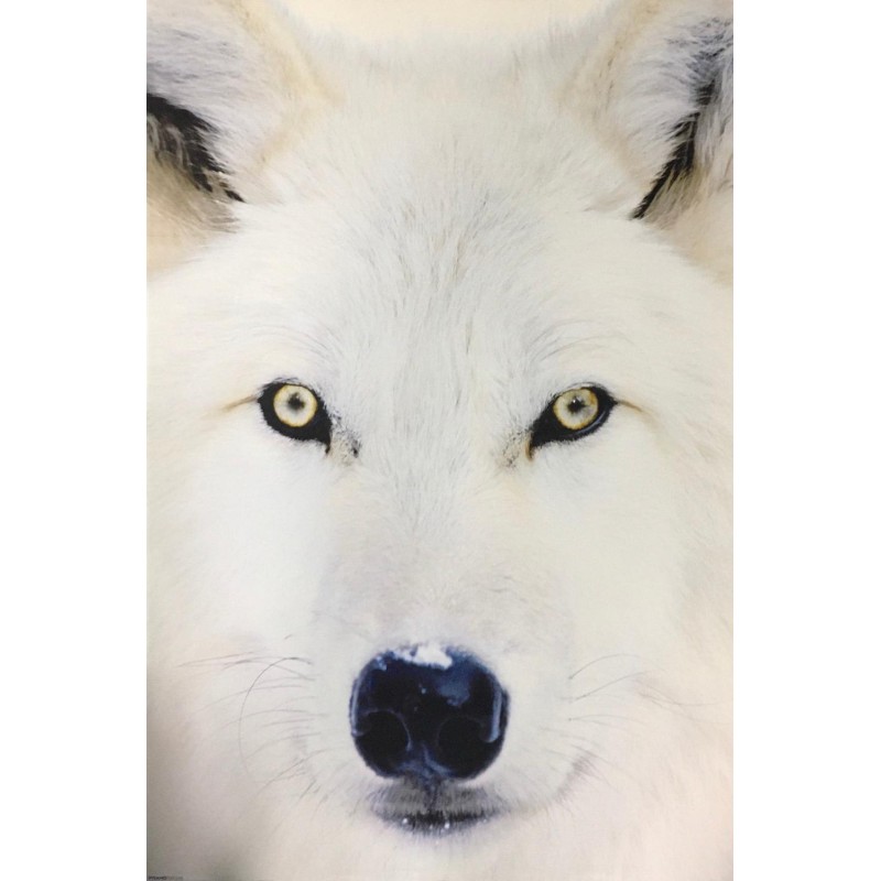 Arctic Wolf - Vit Varg