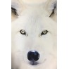 Arctic Wolf - Vit Varg