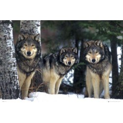 Wolves Varg