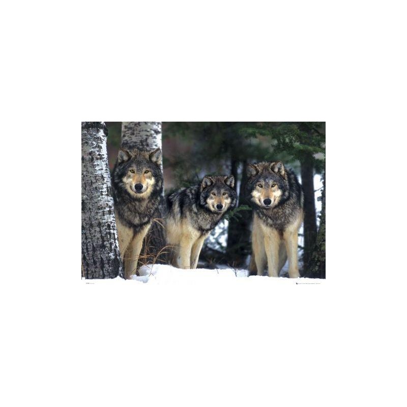 Wolves Varg