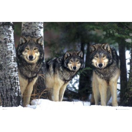 Wolves Varg