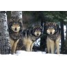 Wolves Varg