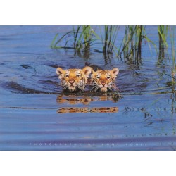 Tigers in water - photo Andy Rouse