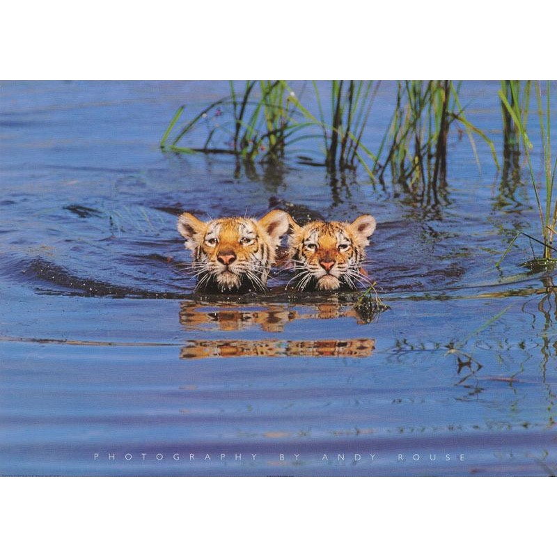 Tigers in water - photo Andy Rouse Tigers in water - photo Andy Rouse