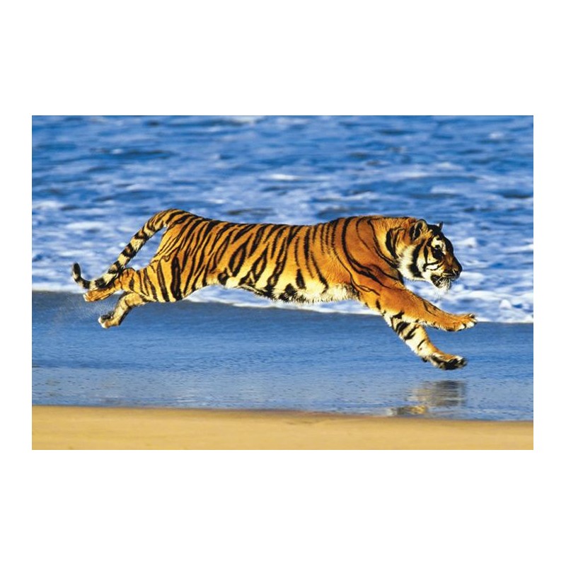 Tiger on the Beach Tiger on the Beach