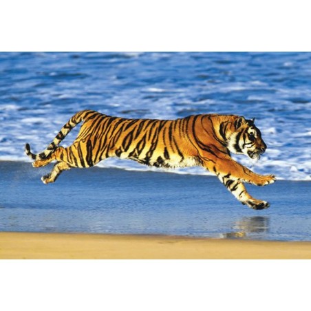Tiger on the Beach