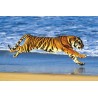 Tiger on the Beach