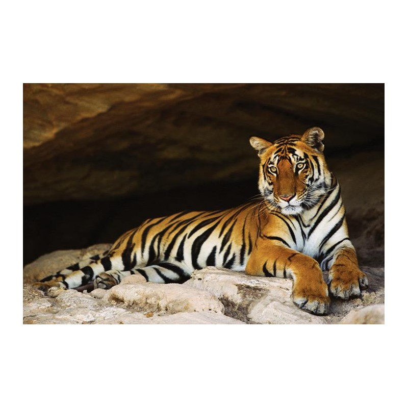 Tiger in cave Tiger in cave