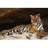 Tiger in cave