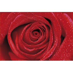 Red Rose Röd Ros