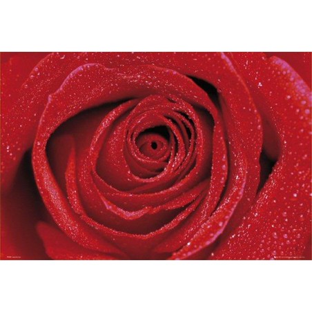 Red Rose Röd Ros