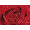 Red Rose Röd Ros