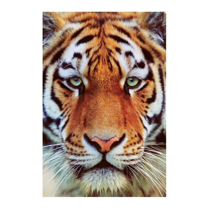 Tiger face Tiger face