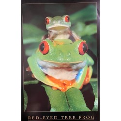 Red Eyed Tree Frog
