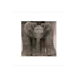 Elephant Baby - Big Ears