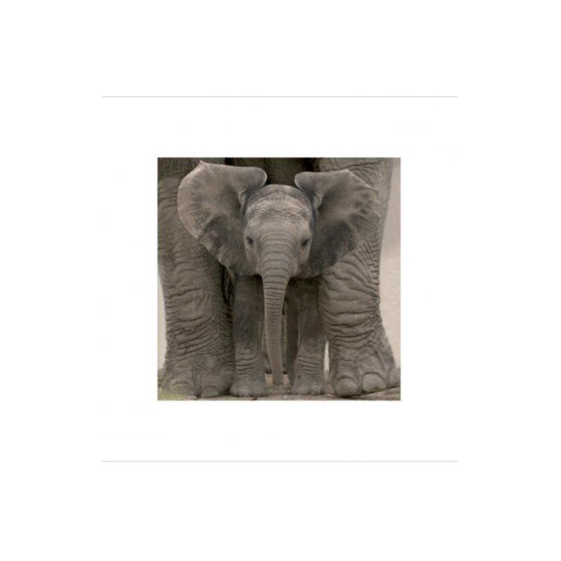 Elephant Baby - Big Ears