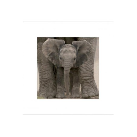 Elephant Baby - Big Ears