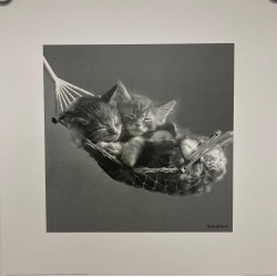 Kattungar i hängmatta