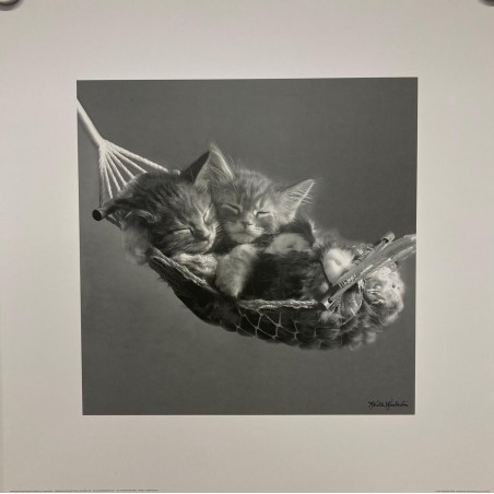 Kattungar i hängmatta