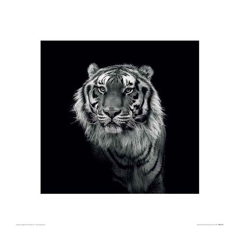 Marina Cano - Into the Dark III